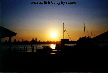 Forster fish Co-op by sunset